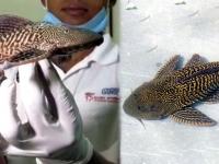 धोका वाढला! गंगेनंतर आता सिंधू नदीत सापडला अमेरिकेतील मासा; तज्ज्ञांकडून चिंता व्यक्त - Marathi News | Sarkmouth catfish found in sindh river after ganga scientists claim threat ecosystem amazon behind | Latest jarahatke Photos at Lokmat.com