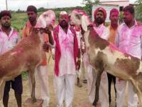 मालकानं ७० लाखालाही विकला नाही बकरा; म्हणाला, दीड कोटीलाच विकणार, अन् नाव ठेवलं..... - Marathi News | Interesting news related to the business of farming and animal husbandry | Latest jarahatke Photos at Lokmat.com