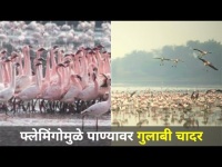 फ्लेमिंगोंमुळे पाण्यावर गुलाबी चादर | Navi Mumbai Pink Flamingo Sanctuary | Lokmat Oxygen