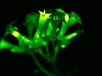 चमकणारी ‘ही’ झाडं भविष्यात करु शकतात बल्बचं काम; लंडनच्या शास्त्रज्ञांचा नवीन अविष्कार - Marathi News | London scientists create glowing plants using mushroom genes pnm | Latest jarahatke Photos at Lokmat.com