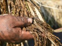 पुरानंतर आता अवकाळी पावसाने केला पिकाचा घात - Marathi News | October rain hits crops in panvel and raigad | Latest raigad Photos at Lokmat.com