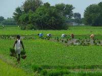 PM Kisan Scheme : 1 डिसेंबरपासून खात्यात जमा होतील 2000 रुपये, हे काम त्वरित पूर्ण करा! - Marathi News | pradhanmantri kisan samman nidhi scheme 7th installment from 1st december 2020 to more than 11 crore registered farmers | Latest business Photos at Lokmat.com