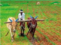 कर्ज, किडनी आणि गांजा : शेतकरी या मार्गाने का निघाले? - Marathi News | Debt, kidney and marijuana Why did farmers go this route? | Latest editorial News at Lokmat.com