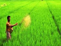 शेतकऱ्यांनो फार्मर आयडी मिळवला का?; योजनांचा लाभ घेण्यासाठी ठरणार उपयुक्त - Marathi News | Have farmers obtained Farmer ID Useful to avail benefits of schemes | Latest maharashtra Photos at Lokmat.com