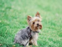 हे आहेत जगातील सर्वात जास्त जगणारे श्वान, शेवटचा तर अनेकांचा फेवरेट अन् खास मित्र - Marathi News | world longest living dogs | Latest jarahatke Photos at Lokmat.com