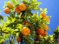 Oranges into electricity: खरं की काय? 'इथं' संत्र्यांपासून तयार केली जातेय वीज; जाणून घ्या ही कमी खर्चाची 'सुपर टेक्निक' - Marathi News | Trending Viral News in Marathi : Spains seville turning oranges into electricity science | Latest jarahatke Photos at Lokmat.com