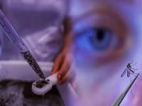 घोड्यांचे रक्त पाजून ब्राझीलच्या फॅक्टरीत दररोज तयार केले जातात कोट्यवधी मच्छर; कारण काय? - Marathi News | Billions of mosquitoes are produced every day in a Brazilian factory by feeding them horse blood; why? | Latest international Photos at Lokmat.com