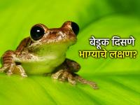 Feng shui: समृद्धीचं प्रतीक की पर्यावरणाचा रक्षक? बेडूक घराजवळ दिसणं तुमच्यासाठी किती शुभ आहे? - Marathi News | Feng shui: Symbol of prosperity or protector of the environment? How auspicious is it for you to see a frog near your home? | Latest bhakti News at Lokmat.com