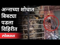 अन्नाच्या शोधात बिबट्या पडला विहिरीत | Leopard Rescue operation | Sindhudurg | Konkan | Maharashtra