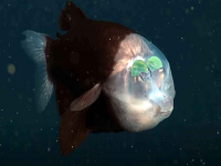 कपाळावर हिरवे डोळे, समुद्राच्या तळाशी वास्तव्य; शास्त्रज्ञांना दिसला दुर्मिळ मासा - Marathi News | Green eyes on forehead, living at the bottom of the sea; Scientists spot rare fish | Latest jarahatke Photos at Lokmat.com