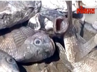 पाण्याची पातळी घटल्याने गोदावरी नदीतील हजारो मासे मृत्युमुखी