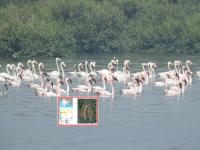 Ramsar Site: देशात 75 रामसर स्थळ, पैकी तीन महाराष्ट्रात; पाणथळावर फ्लेमिंगोचा नयनरम्य थवा - Marathi News | 75 Ramsar sites in the country, three of them in Maharashtra; A picturesque flock of flamingos here thane | Latest thane Photos at Lokmat.com