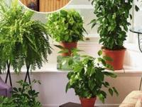 पावसाळ्यात घरभर माशा-चिलटं? ५ रोपं घरात ठेवा, कुबट वास आणि कोंदटपणाही जातो चटकन - Marathi News | how to keep house flies away from house, flies repellent plants, 5 Best Plants that Repel Flies | Latest sakhi Photos at Lokmat.com