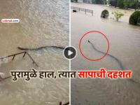 VIDEO: बापरे... पुराच्या पाण्यात दिसला महाभयानक साप, थायलंडच्या लोकांमध्ये प्रचंड घबराट - Marathi News | trending thailand flood videos terrifying snake seen in water causing great panic among people viral social media | Latest social-viral News at Lokmat.com