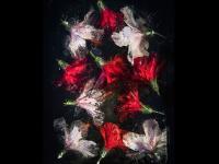 बर्फात गोठलेल्या फुलांचे इतके सुंदर फोटो तुम्ही पाहिले नसतील! - Marathi News | Photography flowers in ice zero degrees by Bruce Boyd and artist Tharien Smith | Latest social-viral Photos at Lokmat.com