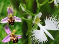 पशु-पक्ष्यांसारखी दिसणारी ही अफलातून फुलं पाहिलीत का ? - Marathi News | 6 amazing orchids that look like animals | Latest jarahatke Photos at Lokmat.com