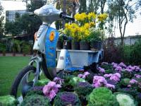 पुष्पोत्सव : ‘गुलशनाबाद’मधील फुलांच्या दुनियेची नाशिककरांना मोहिनी...! - Marathi News |  Flowers: 'Gulshananabad' flowering world's Nashikar sahihani ...! | Latest nashik Photos at Lokmat.com