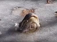 थंडीमुळे तलावातील पाण्यासोबत मगरीही गोठल्या - Marathi News | alligators survive in frozen lake | Latest international Photos at Lokmat.com