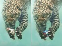 फोटोशॉप केलेले १५ बेस्ट फोटो, बघाल तेव्हाच कळेल का हे फोटो बेस्ट आहेत! - Marathi News | Photoshop 15 best photos, when you see the photos are the best! | Latest social-viral Photos at Lokmat.com