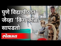 सुरक्षा रक्षकाने वाचवले विषारी सापाचे प्राण | King Cobra Snake in Pune University | Pune News
