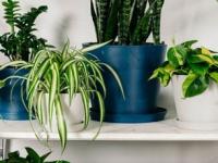 इनडोअर प्लांट्स चांगले वाढत नाहीत? किचनमधले ५ पदार्थ कुंडीतल्या मातीत मिसळा- रोपं वाढतील भराभर - Marathi News | best home made fertilizers for indoor plants, best natural fertilizers for the fast growth of indoor plants | Latest sakhi Photos at Lokmat.com