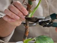 पावसाळ्यात 'या' रोपांची कटिंग करायलाच हवी! काही दिवसांतच भराभर वाढून खूप फुलून येतील - Marathi News | gardening tips for monsoon, you should do cutting of 5 plants in monsoon for their fast growth, gardening tips for the fast growth of plan | Latest sakhi Photos at Lokmat.com