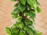 मनी प्लांट सुकून जाऊ नये म्हणून मातीत मिसळा ५ पदार्थ, वाढेल हिरवागार भरभर... - Marathi News | 5 Things Use Useful To Increase Money Plant Growth Faster Secret to Grow Money Plants Amazingly Faster and Bushier How To Grow Plants Faster and Bigger At Home | Latest sakhi Photos at Lokmat.com