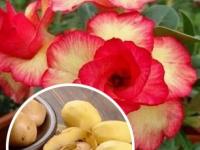 Gardening Tips: बटाट्याची सालं फेकू नका, रोपांसाठी ठरते सुपरफूड; वापर कसा करायचा ते पाहा - Marathi News | Gardening Tips: Don't throw away potato peels, they are a superfood for plants; see how to use them | Latest sakhi News at Lokmat.com Gardening Tips: बटाट्याची सालं फेकू नका, रोपांसाठी ठरते सुपरफूड; वापर कसा करायचा ते पाहा - Marathi News | Gardening Tips: Don't throw away potato peels, they are a superfood for plants; see how to use them | Latest sakhi News at Lokmat.com