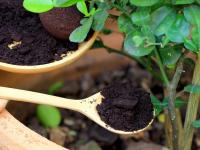 Gardening tips : किचनमधला कचरा रोपांसाठी सुपर टॉनिक! ‘असा’ वापरा, बाग बहरेल फुलांनी रोज - Marathi News | how to use kitchen waste for plants, home made fertilizer for plants, how to make NPK fertilizer for plants | Latest sakhi Photos at Lokmat.com