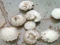 मराठवाड्यासह विदर्भाला गारपिटीचा तडाखा - Marathi News | Vidarbha blasts hailstorm with Marathwada | Latest maharashtra Photos at Lokmat.com