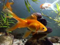 फेंगशुई : सोनेरी मासे किंवा मत्स्यमूर्तीची जोडी करेल तुमची आर्थिक अडचणी दूर! - Marathi News | Feng Shui: A pair of golden fish or fish statue will solve your financial problems! | Latest bhakti Photos at Lokmat.com