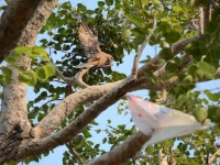 पतंगाच्या मांजामुळे घार पक्षी दोन दिवसांपासून झाडावर लटकलेला