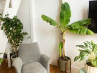 मन प्रसन्न ठेवायचे असेल तर घरात झटपट वाढणारी 'ही' सहा रोपटी अवश्य लावा! - Marathi News | If you want to keep your mind happy, you must plant six plants that grow fast in the house! | Latest bhakti Photos at Lokmat.com