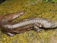 बाबो! 'या' जीवाच्या 2 किलो मांसाची किंमत 1 लाख रूपये, आता हे जीव लुप्त होण्याच्या आहे मार्गावर! - Marathi News | Chinese eat giant salamander as delicacy and medicine critically endangered api | Latest jarahatke Photos at Lokmat.com