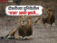 दोन मोर्चांवर वेगळे लढले...! विरूच्या निधनानंतर महिन्याभराने जयनेही प्राण सोडले; गीरचे जंगल आता त्यांच्या मैत्रीच्या गोष्टी सांगणार... - Marathi News | Gir Forest Jai Veeru Lions Death Emotional news: Even tears will not be held back...! A month after Viru's death, Jay also passed away; Gir forest will now tell the story of their friendship... | Latest national Photos at Lokmat.com