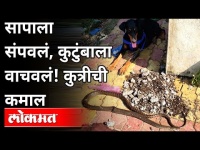 सापाला संपवलं, कुटुंबाला वाचवलं! कुत्रीची कमाल | Snake Found In Family At Kalyan | Maharashtra News