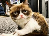 'ग्रुम्पी' मांजरीचे निधन; पाहा फोटो... - Marathi News | see funny photos of social media star grumpy cat. she died at 7 | Latest social-viral Photos at Lokmat.com