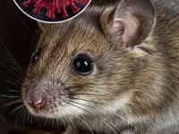 Hanta Virus : ताप, खोकला, श्वास घेण्यास त्रास... हंता व्हायरसने घेतला ३ जणांचा बळी, 'ही' आहेत लक्षणं - Marathi News | Hanta Virus outbreak on cruise ship know how this spread symptoms and why it can be deadly | Latest sakhi News at Lokmat.com