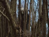 'या' जंगलाला भेट देण्याचा विचारही करु नका, कारण इथे गेलेला कधीच परत येत नाही... - Marathi News | The most haunted jungle in Romania hoia baciu forest | Latest jarahatke Photos at Lokmat.com