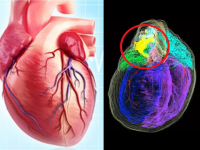 आपल्या हृदयालाही असतो स्वत:चा एक मेंदू, वैज्ञानिकांनी तयार केलेला थ्रीडी नकाशा पाहून व्हाल अवाक्... - Marathi News | Heart has its own brain scientists developed 3d map | Latest health Photos at Lokmat.com