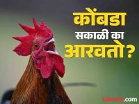 कोंबडा भल्या पहाटे का आरवतो? कारण असं जे तुम्हालाही नसेल माहीत! - Marathi News | Why hen bark in the early morning, know the reason | Latest jarahatke Photos at Lokmat.com