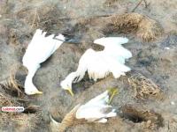 पालघरजवळच्या खाडीत सहा-सात बगळे मृत अन् अर्धमेल्या अवस्थेत! संसर्ग की घातपात, चर्चांना उधाण - Marathi News | Herons found dead and half-dead in a creek near Palghar Infection or accidental, sparking debate | Latest thane News at Lokmat.com पालघरजवळच्या खाडीत सहा-सात बगळे मृत अन् अर्धमेल्या अवस्थेत! संसर्ग की घातपात, चर्चांना उधाण - Marathi News | Herons found dead and half-dead in a creek near Palghar Infection or accidental, sparking debate | Latest thane News at Lokmat.com