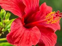 जास्वंदाचे फुल वापरण्याच्या ५ योग्य पद्धती, केस - त्वचा - आरोग्य सगळंच राहील मस्त , घरगुती औषध ... - Marathi News | 5 ways to use Hibiscus flower, good for health, skin and hair, home remedies for health | Latest sakhi Photos at Lokmat.com