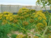 न भूतो! देशात पहिल्यांदाच हिंगाची लागवड; किंमत 35000 रुपये किलो - Marathi News | Hing cultivation for the first time in the country; Price Rs 35000 per kg | Latest national Photos at Lokmat.com