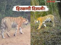 Hirkani Tigress: चकवा देणारी ‘हिरकणी’ पुन्हा कॅमेऱ्यात कैद; गळ्यातील जीपीएस कॉलर मात्र गायब - Marathi News | Hirkani Tigress: The dazzling 'Hirkani' is caught on camera again; however, the GPS collar around its neck is missing | Latest kolhapur News at Lokmat.com