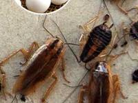 चिमूटभर कापूर- चमचाभर कपडे धुण्याची पावडर, पाहा झुरळं पळवण्याचा जालीम उपाय! घरात एक झुरळ दिसणार नाही.. - Marathi News | how to get rid of cockroaches, home hacks to keep cockroach away from house | Latest sakhi Photos at Lokmat.com