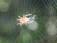 घरात सतत जाळी लागतात? दिवाळीची स्वच्छता झाल्यानंतर घरात शिंपडा 'हा' पदार्थ- जाळी होणारच नाहीत - Marathi News | how to remove makdi jala from house, home hacks to remove makadi from house | Latest sakhi Photos at Lokmat.com