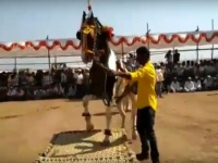 अहमदनगर : अश्व प्रदर्शनात घोड्यांचा लक्षवेधी डान्स