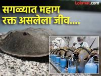 जगात सगळ्यात महागडं विकलं जातं 'या' जीवाचं रक्त, रक्त लालही नाही; तरी किंमत वाचून उडेल झोप... - Marathi News | This animal blood is most expensive in world know what is 1 liter price | Latest jarahatke Photos at Lokmat.com