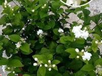 मोगऱ्याच्या फुलांनी बहरेल रोप! ४ आठवड्यात करा ४ खास उपाय - पांढराशुभ्र टपोरा मोगरा दिसेल सुंदर... - Marathi News | Jasmine Plant Not Blooming Easy 4 Weeks Care Schedule for More Flowers how to make jasmine plant bloom easy jasmine plant care at home | Latest sakhi Photos at Lokmat.com